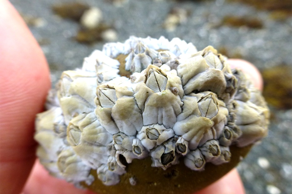 Acorn barnacle (Semibalanus balanoides)